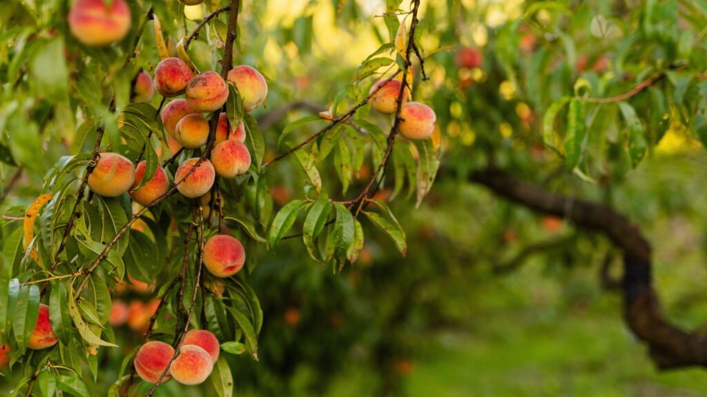 A árvore frutífera ideal para plantar em outubro e dar sombra no verão

