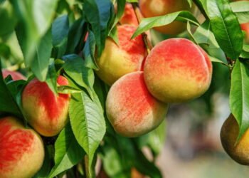 A árvore frutífera ideal para plantar em outubro e dar sombra no verão