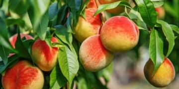 A árvore frutífera ideal para plantar em outubro e dar sombra no verão