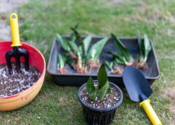 Saiba mais sobre os riscos e benefícios de borrifar vinagre branco na língua de sogra