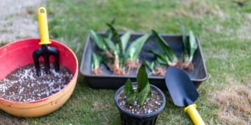 Saiba mais sobre os riscos e benefícios de borrifar vinagre branco na língua de sogra