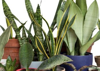 Por que você deve colocar sal grosso no solo da sua língua-de-sogra