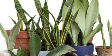 Por que você deve colocar sal grosso no solo da sua língua-de-sogra