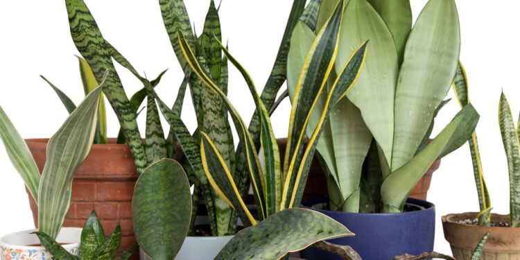 Cuidados com as plantas - Créditos: depositphotos.com / HazratBilal