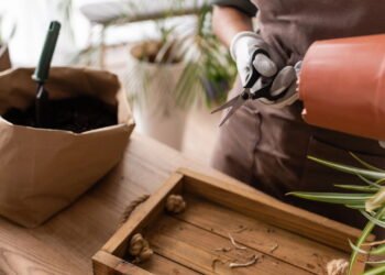 Como usar papel kraft para manter suas plantas sempre saudáveis