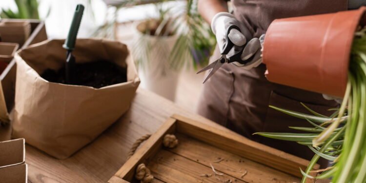 Planta - Créditos: depositphotos.com / HayDmitriy