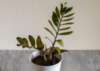 Folhas com as pontas secas e marrons, não sempre é um problema de rega