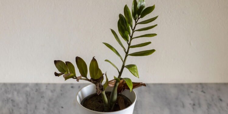 O problema das folhas secas e marrons - Créditos: depositphotos.com / HazratBilal