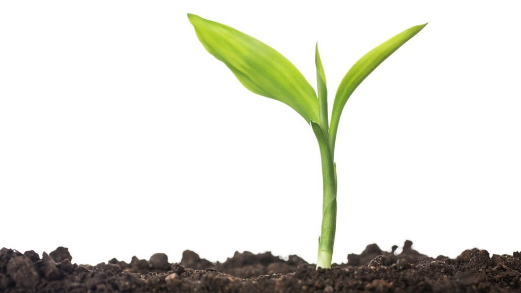 Veja por que colocar rolhas no solo das plantas pode salvar seu jardim