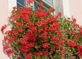 As 3 plantas que deixam qualquer fachada de casa mais elegante