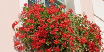 As 3 plantas que deixam qualquer fachada de casa mais elegante