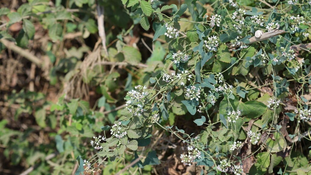 7 plantas invasoras que você nunca deve cultivar em casa