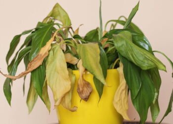 Suas plantas sempre morrem dentro de casa? Elas estão lhe enviando uma mensagem clara