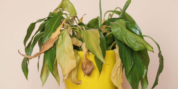 Cuide da energia da casa e das plantas - Créditos: depositphotos.com / lp-studio