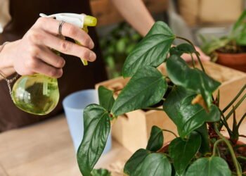 As plantas que protegem sua casa dos mosquitos e ainda trazem perfume natural