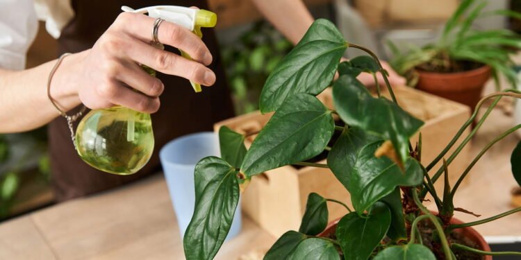 As plantas que protegem sua casa dos mosquitos e ainda trazem perfume natural