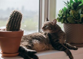 5 plantas que deixam sua casa linda e segura para pets