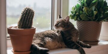 5 plantas que deixam sua casa linda e segura para pets