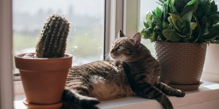 Plantas seguras para animais - Créditos: depositphotos.com / NayaAnn