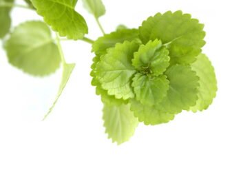 Onde colocar a planta do dinheiro para atrair riqueza e como cuidar dela em casa