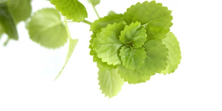 Onde colocar a planta do dinheiro para atrair riqueza e como cuidar dela em casa