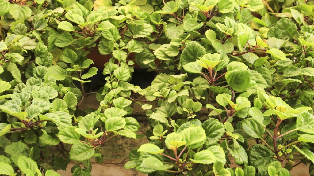 Onde colocar a planta do dinheiro para atrair riqueza e como cuidar dela em casa