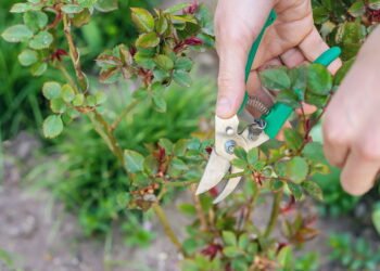 As árvores que você precisa podar em setembro para garantir uma boa colheita