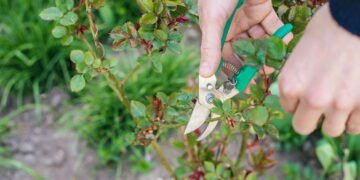 As árvores que você precisa podar em setembro para garantir uma boa colheita