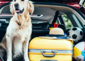 Carros seminovos econômicos, modernos e com porta-malas espaçosos