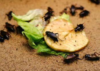 7 erros comuns que deixam sua casa cheia de pragas