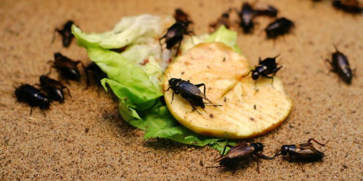 7 erros comuns que deixam sua casa cheia de pragas