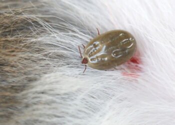 Essas plantas poderosas são ideais para afastar pulgas e carrapatos