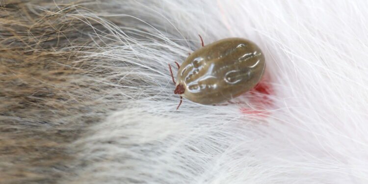 Essas plantas poderosas são ideais para afastar pulgas e carrapatos