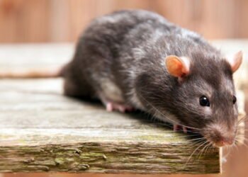 Os melhores aromas naturais para afastar ratos de sua casa