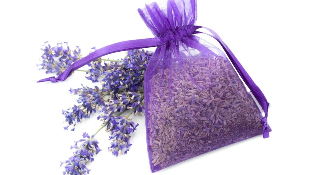 Cultivar lavanda em casa potencializa relaxamento e promete noites de sono melhores