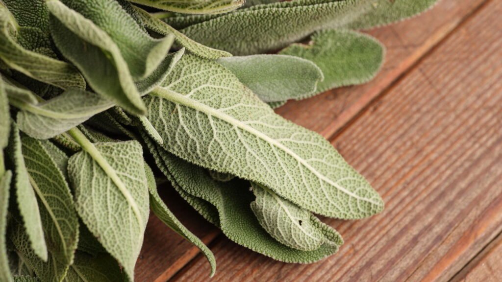 Essa planta simples pode aliviar sintomas da menopausa e poucos sabem