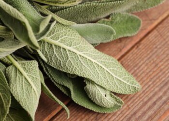 Essa planta simples pode aliviar sintomas da menopausa e poucos sabem