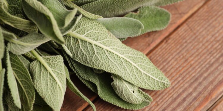 Essa planta simples pode aliviar sintomas da menopausa e poucos sabem