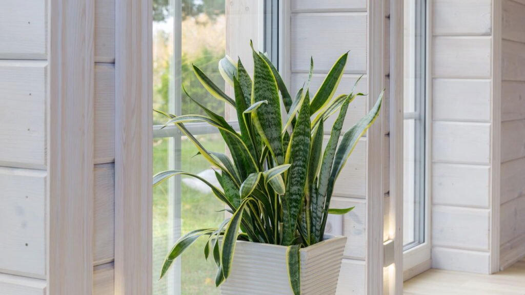 Faça sua espada-de-São-Jorge crescer e florescer usando um copo de refrigerante