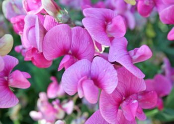 A planta que você deve semear na primavera para ter um jardim colorido