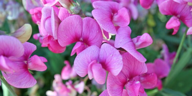 A planta que você deve semear na primavera para ter um jardim colorido