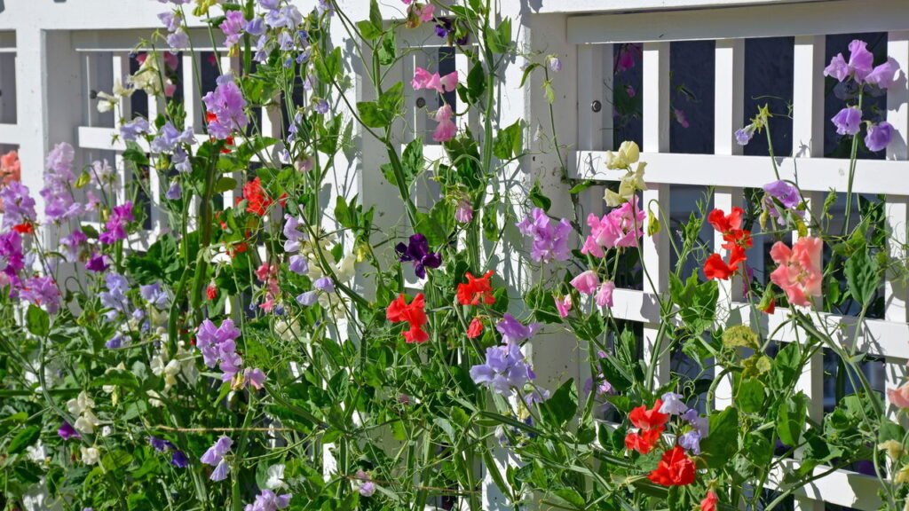 A planta que você deve semear na primavera para ter um jardim colorido