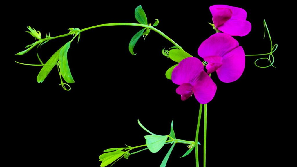 A planta que você deve semear na primavera para ter um jardim colorido