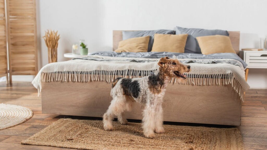 Como escolher cortinas e tapetes que deixam a casa mais aconchegante