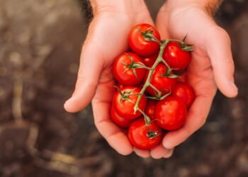 Aprenda a cultivar tomate-cereja em casa sem complicação e economize no mercado