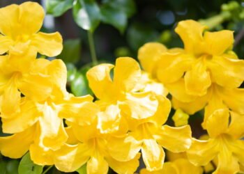 Essa planta medicinal pode ser sua aliada contra artrite e osteoporose