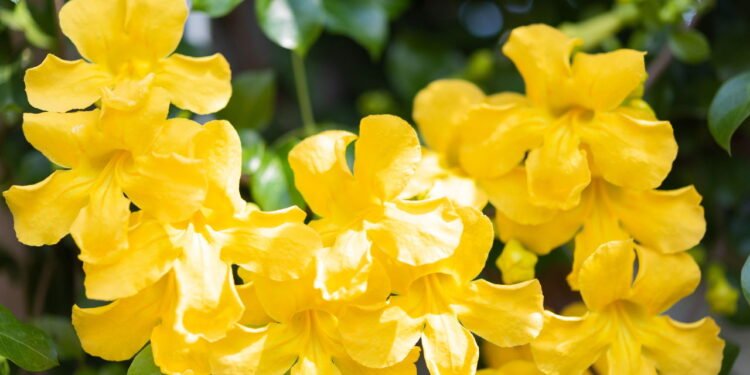 Essa planta medicinal pode ser sua aliada contra artrite e osteoporose