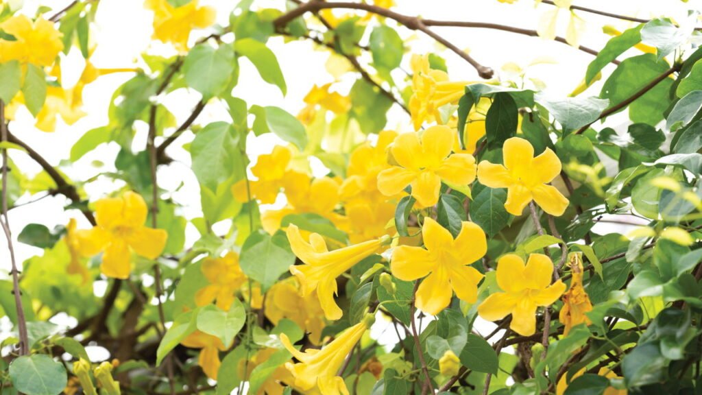 Essa planta medicinal pode ser sua aliada contra artrite e osteoporose