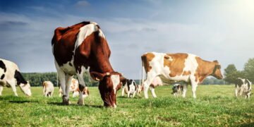 Esse rebanho de vacas abandonadas sobreviveram sozinhas por mais de um século