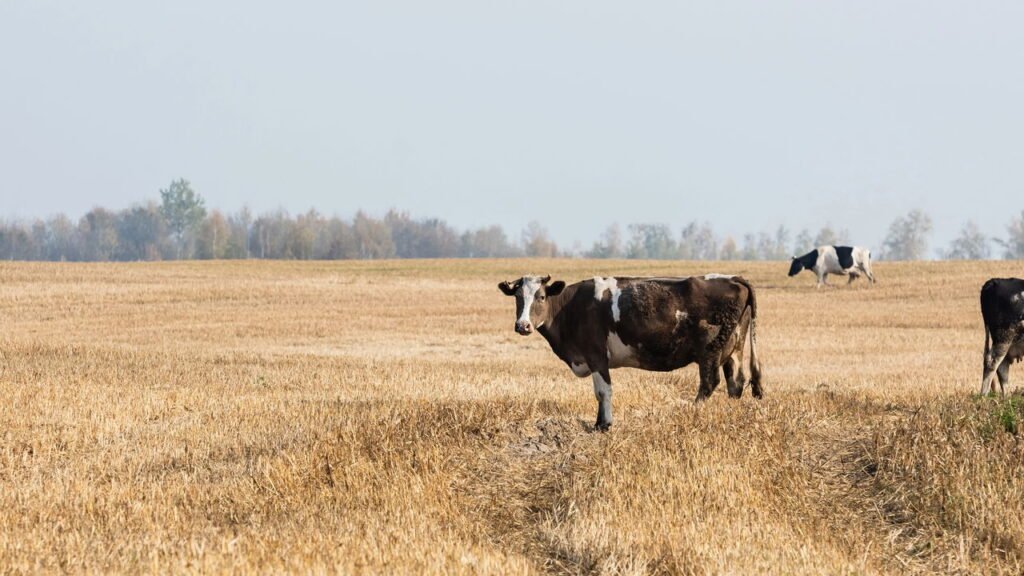 Esse rebanho de vacas abandonadas sobreviveram sozinhas por mais de um século